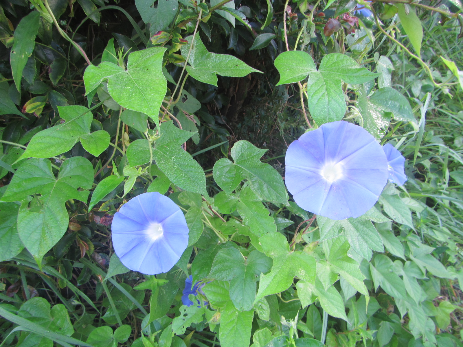 実家の庭の朝顔花がさきました