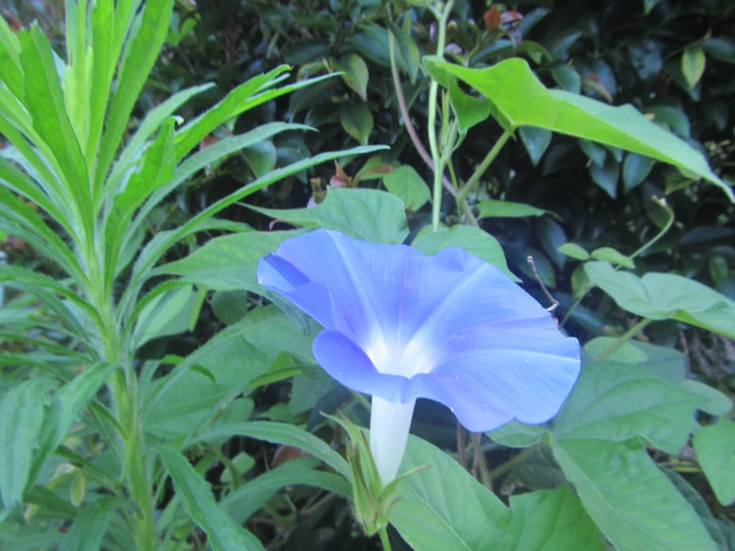 R7.7.23実家の庭の朝顔花がさきました