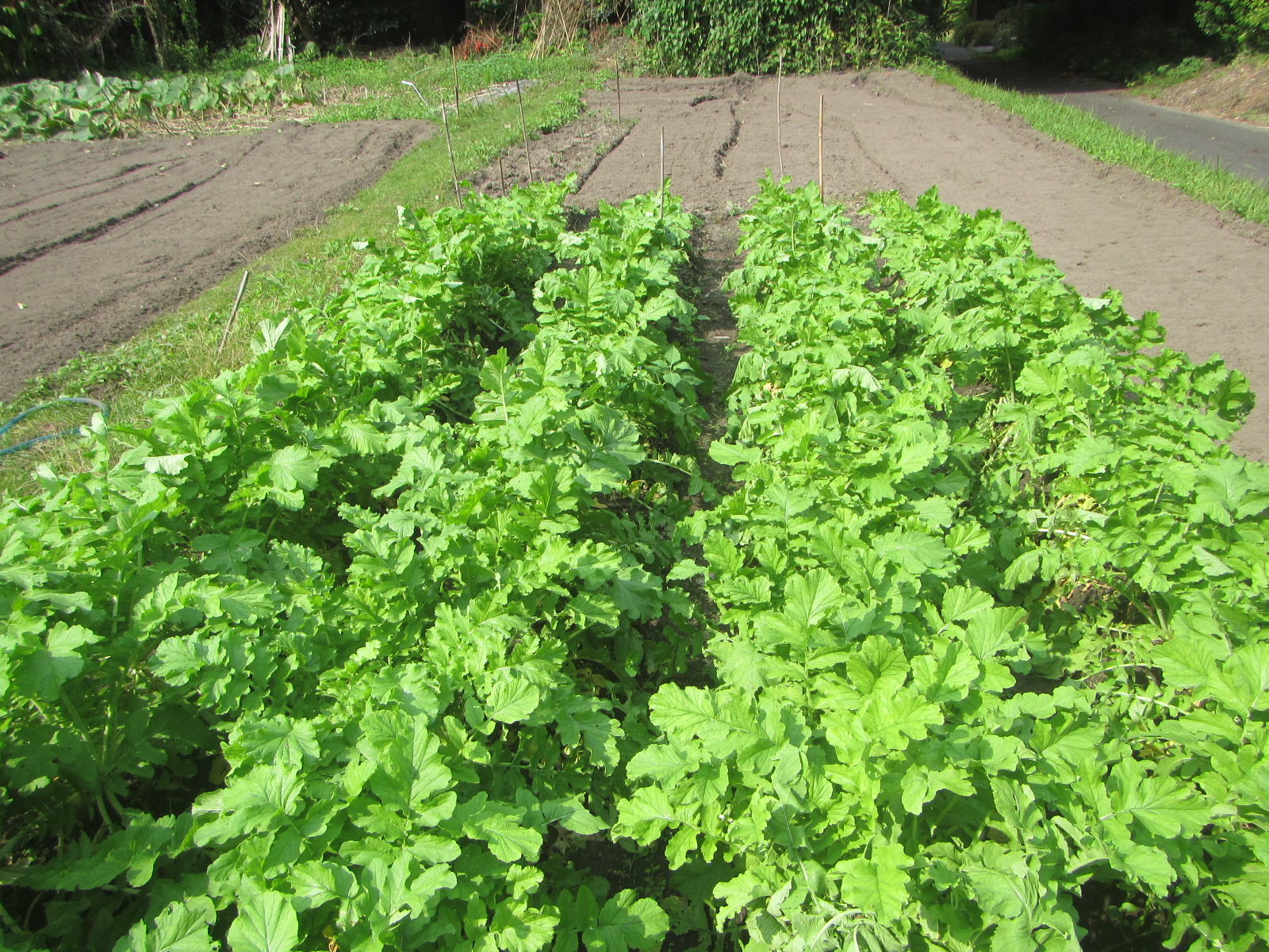 R7.11. 3 大根 成長しています。