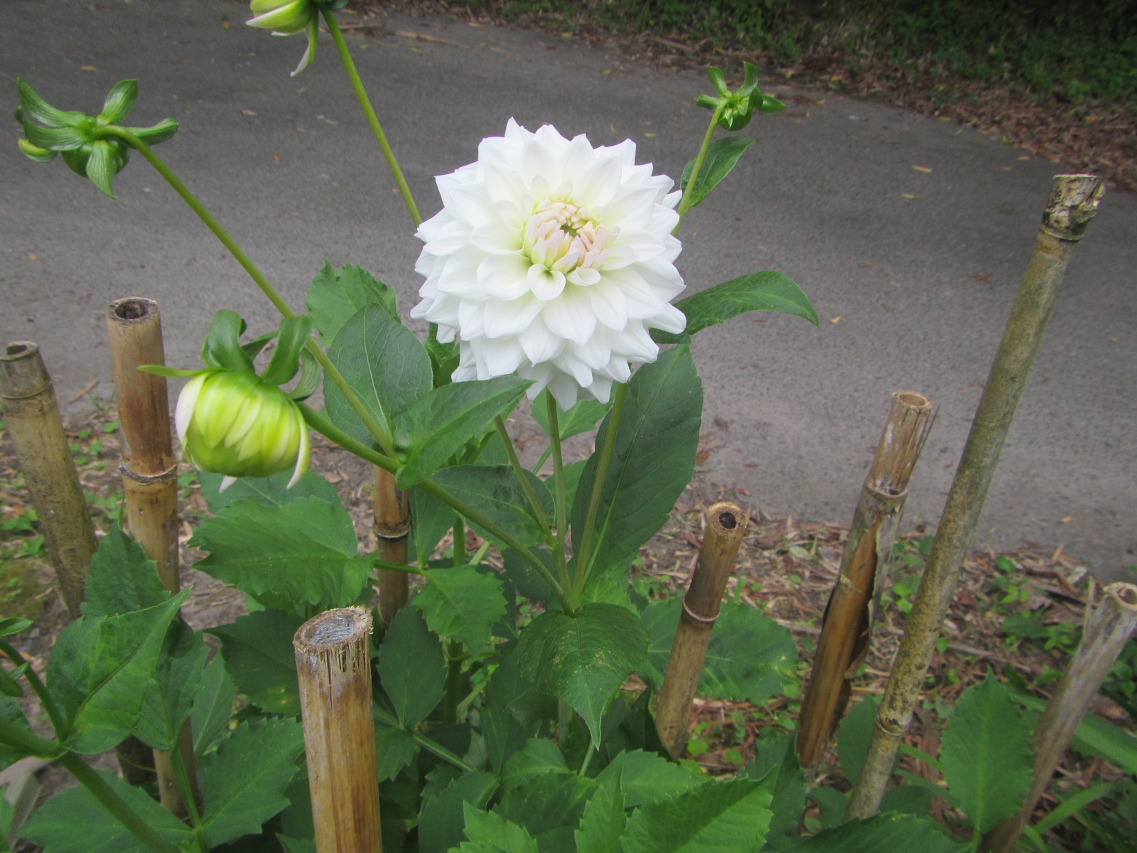 畑横のダリア　花が咲きました