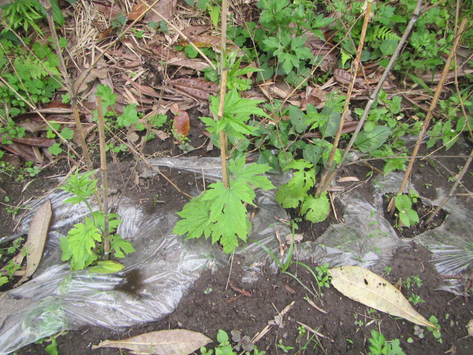 ゴーヤ苗植えました。