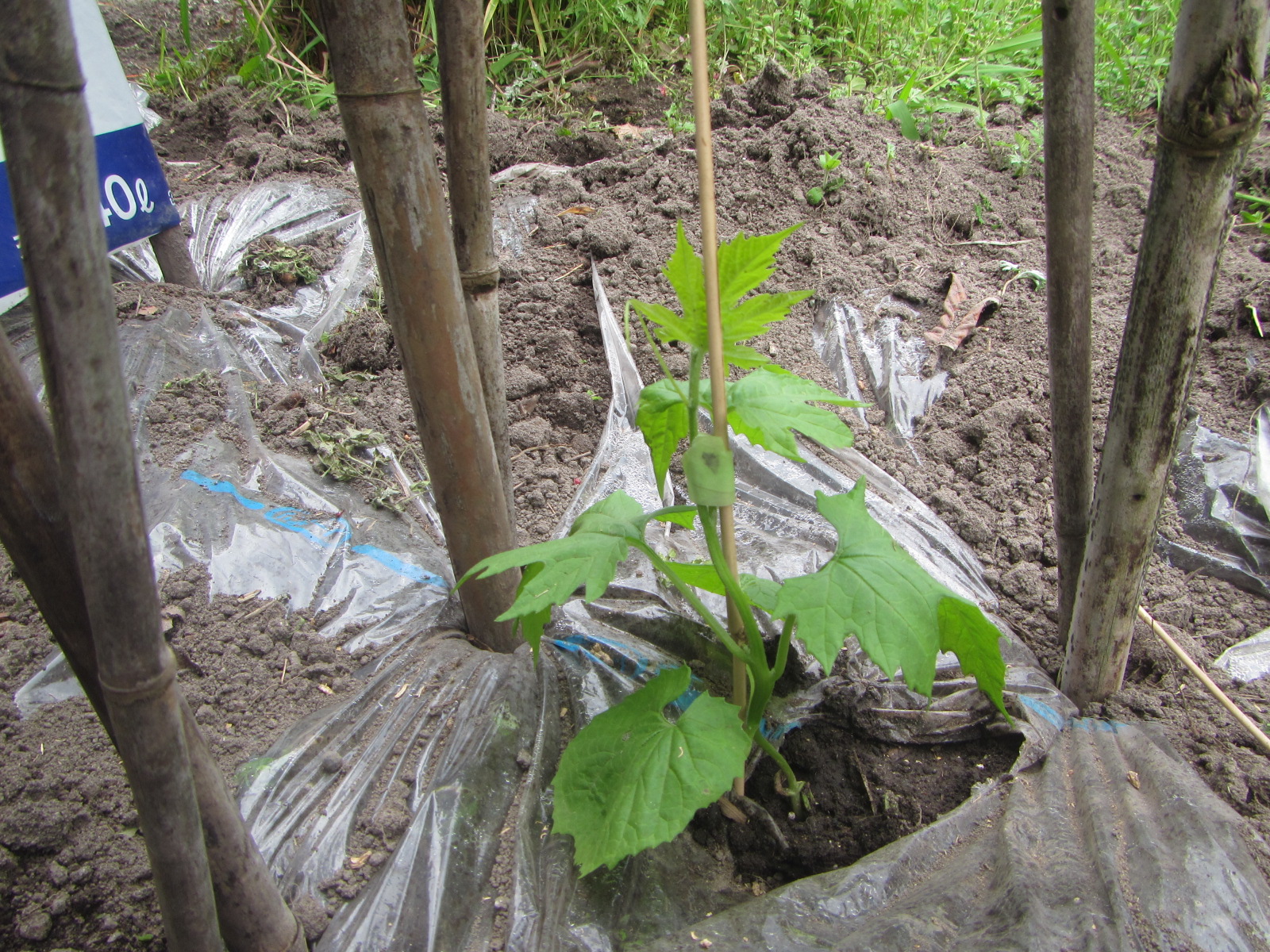 R8.3.29 ゴーヤ苗植えました。