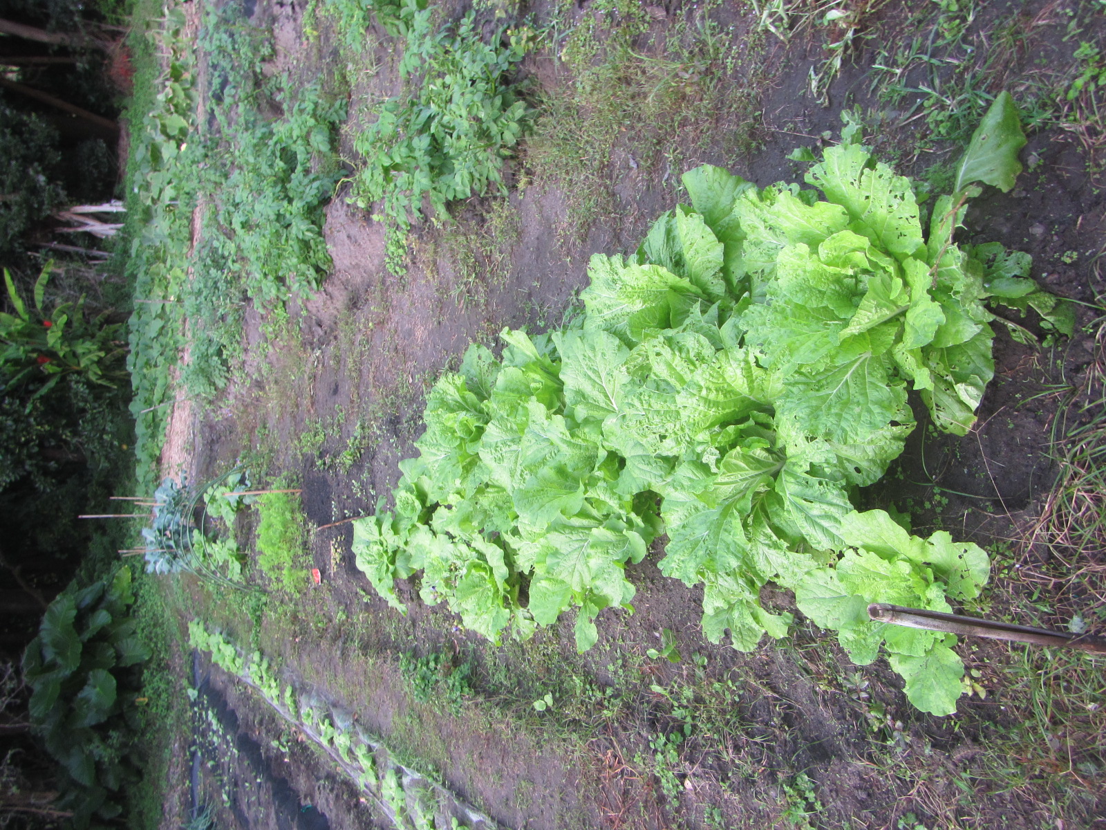 R7.11. 3 種から育てた、白菜植えております。