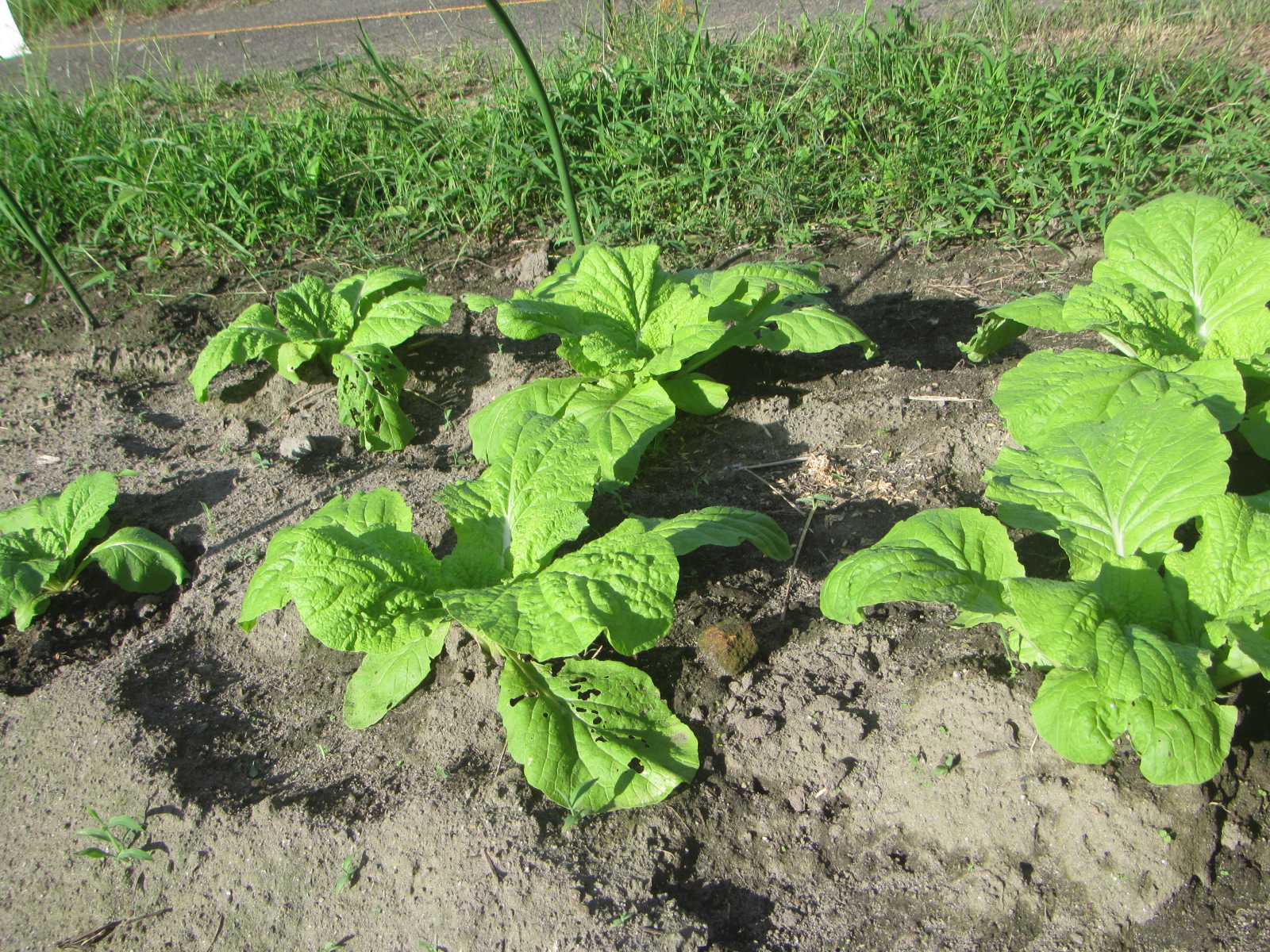 R8. 9. 14 種から育てた、白菜植えております。