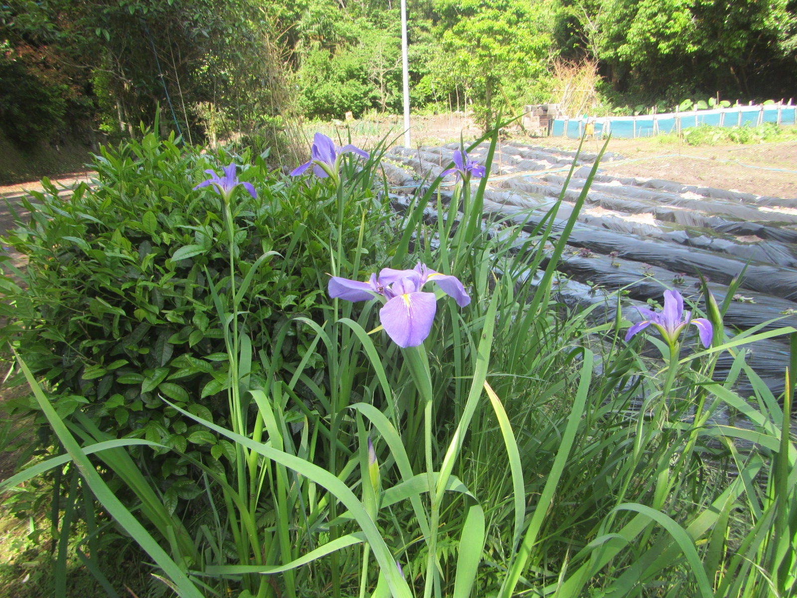 R8.5. 7 畑横の菖蒲の花が咲きました。