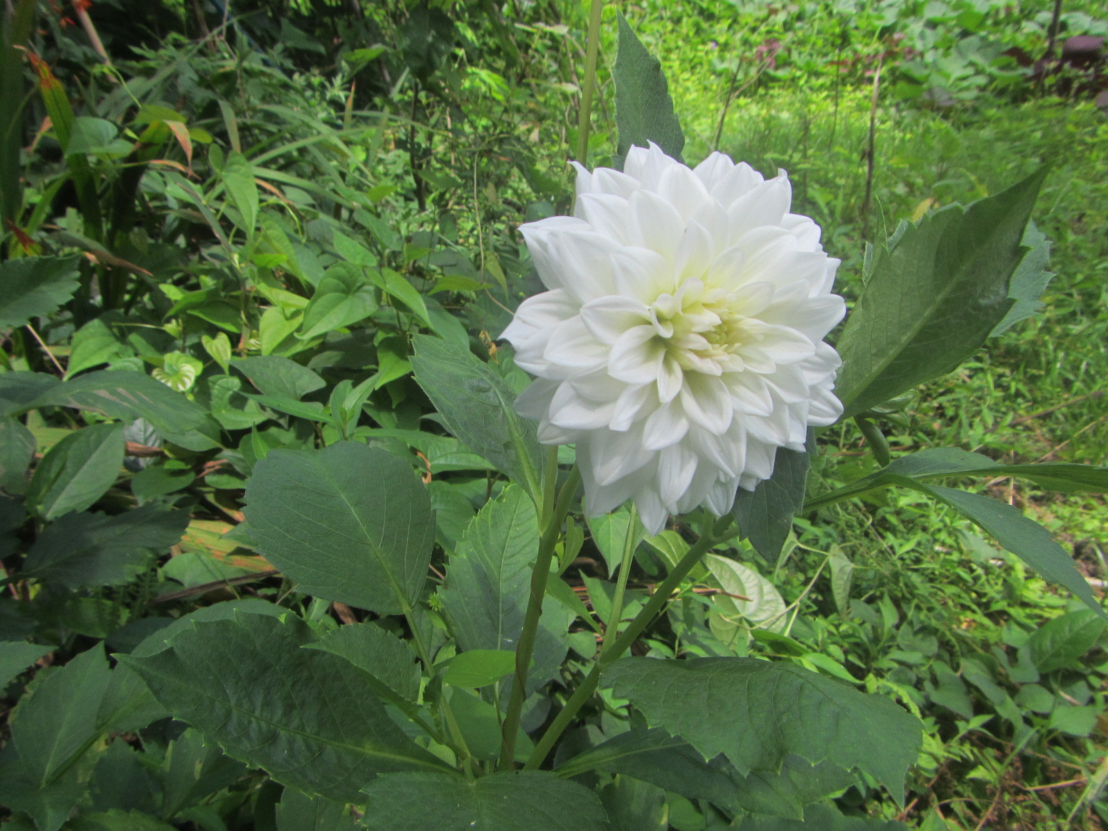 畑横のダリア　花が咲きました