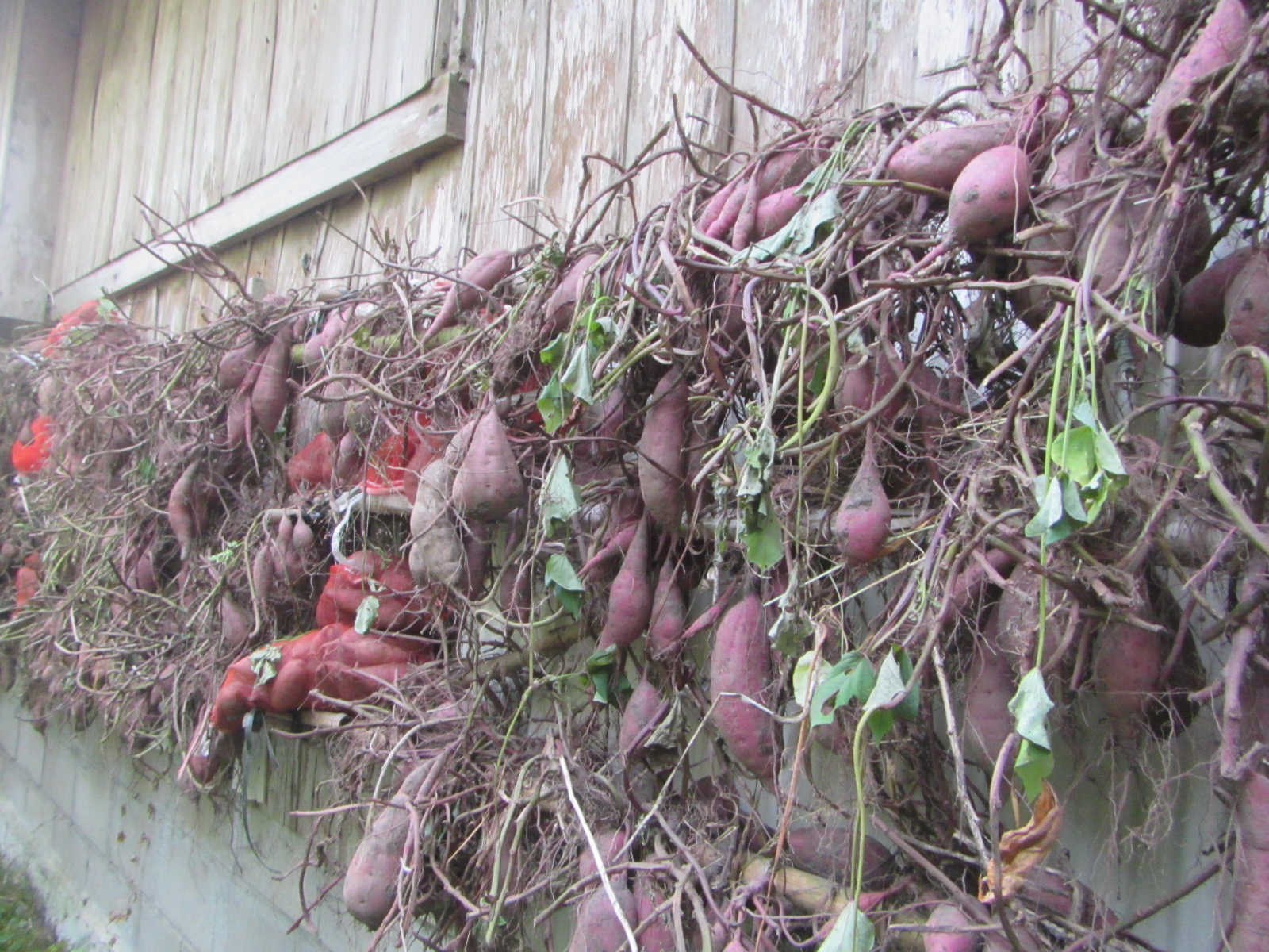 R7.11. 3 サツマイモ全部堀終わり、吊り下げ芋にしています。