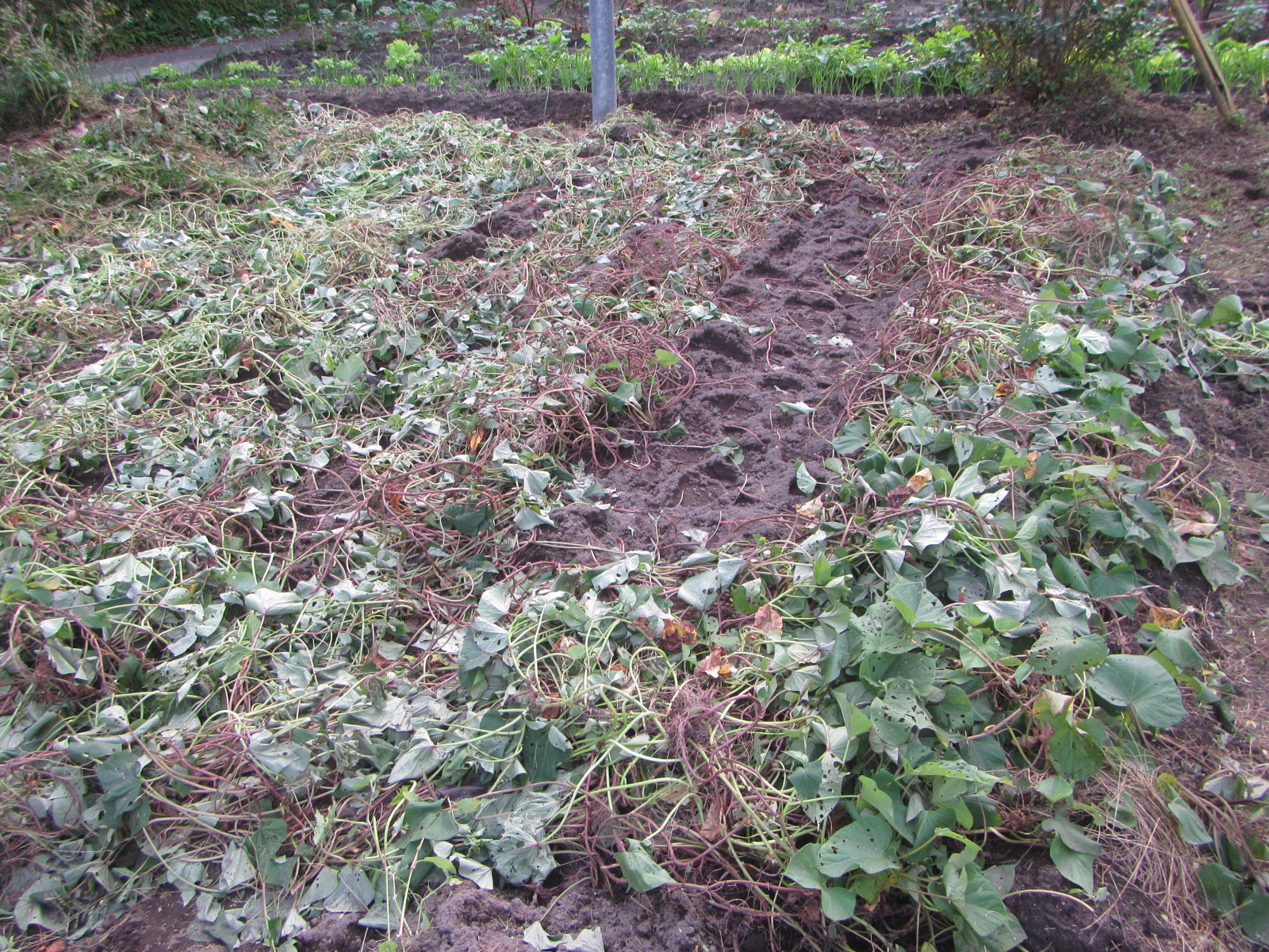 R7.11. 3 サツマイモ全部堀終わりました。