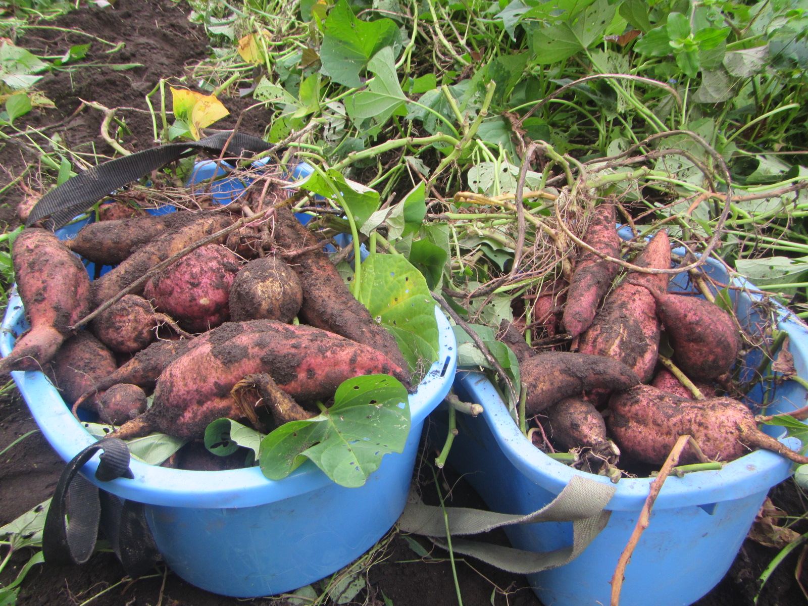 畑　さつまいも