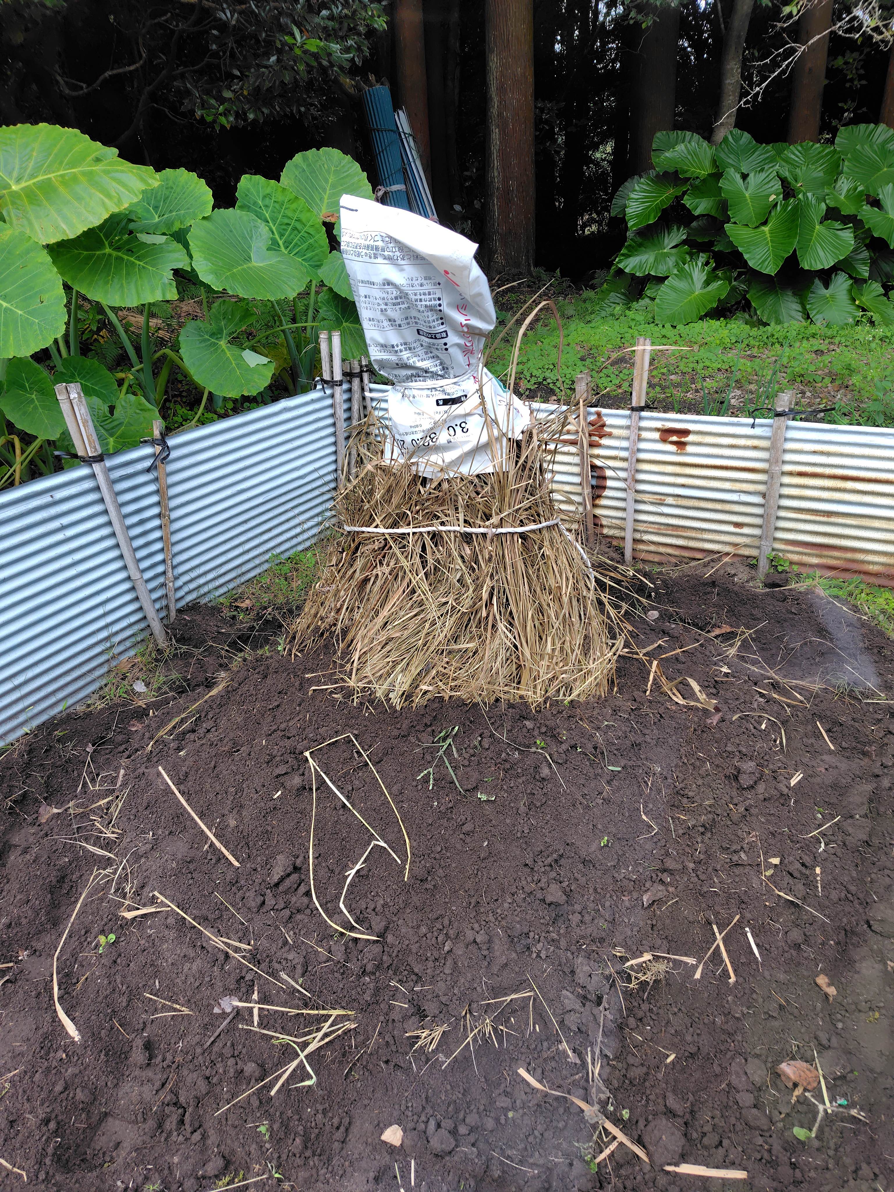 R7.12. 21 来年用　サツマイモの種芋　穴に貯蔵です。
                  <p class=