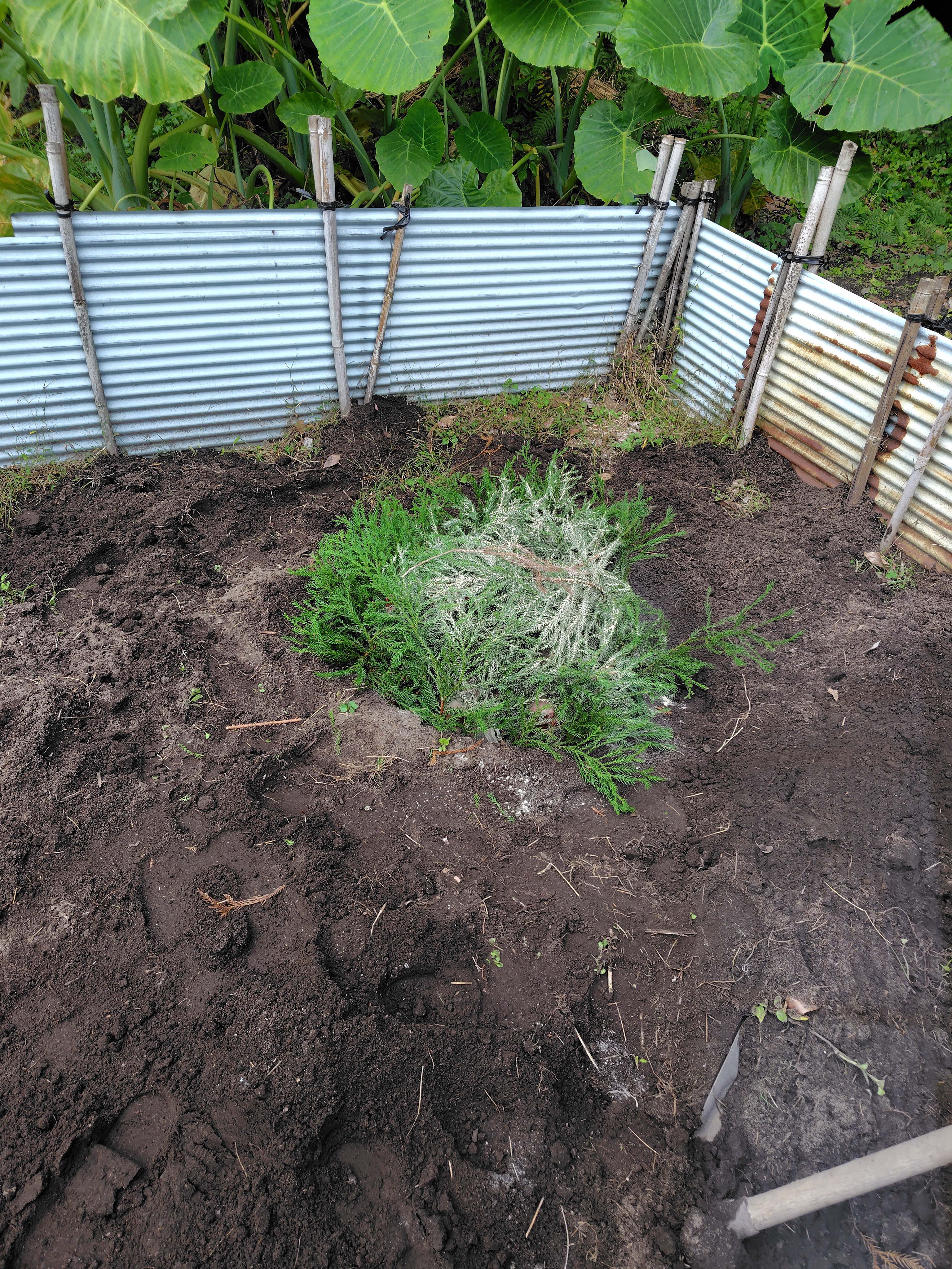 R7.12. 21 来年用　サツマイモの種芋　穴に貯蔵です。
                  <p class=