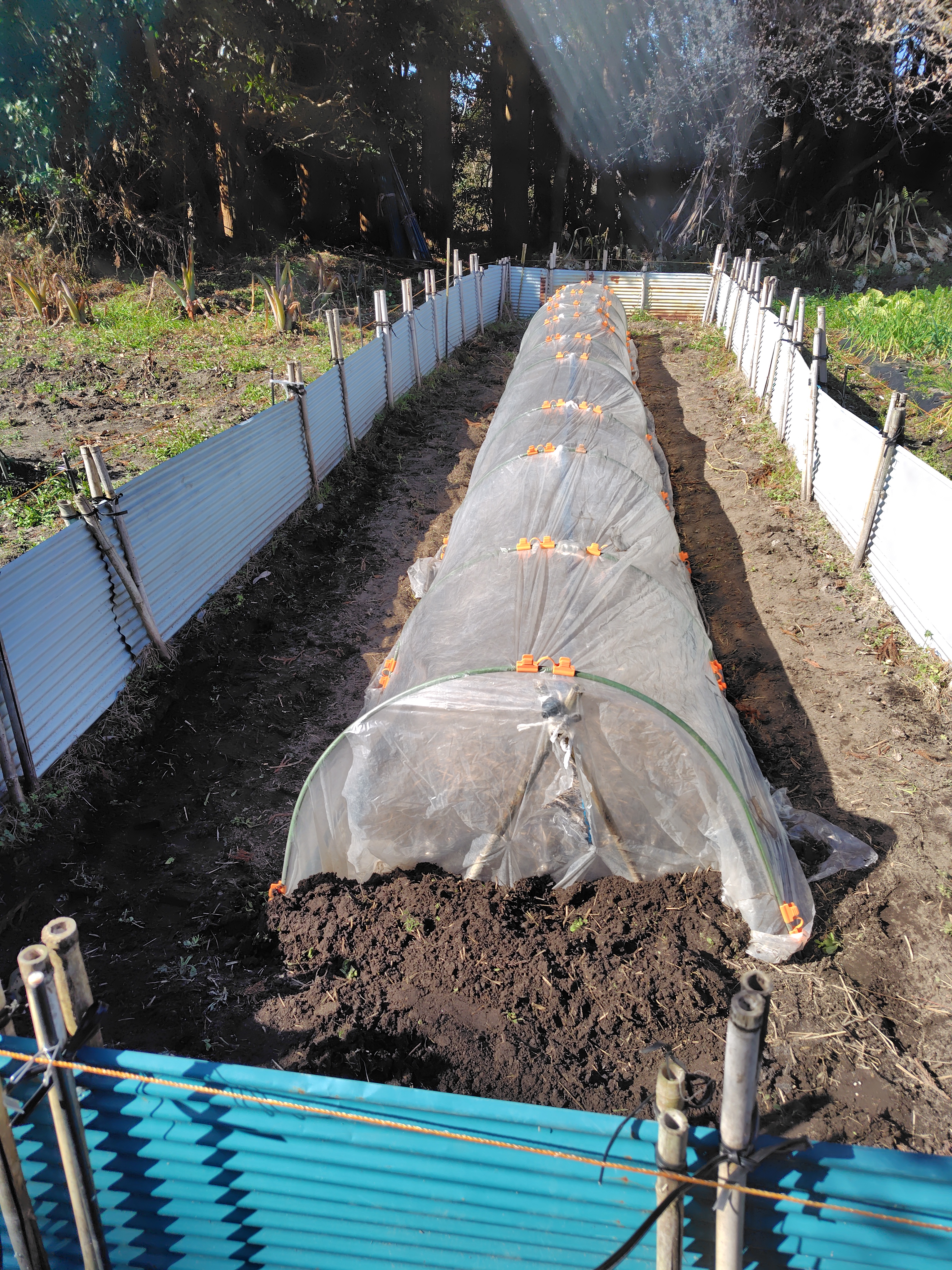 R8. 2. 13  R8用　サツマイモの苗床作りました。<br>保温シート２重保温です。
                  <p class=