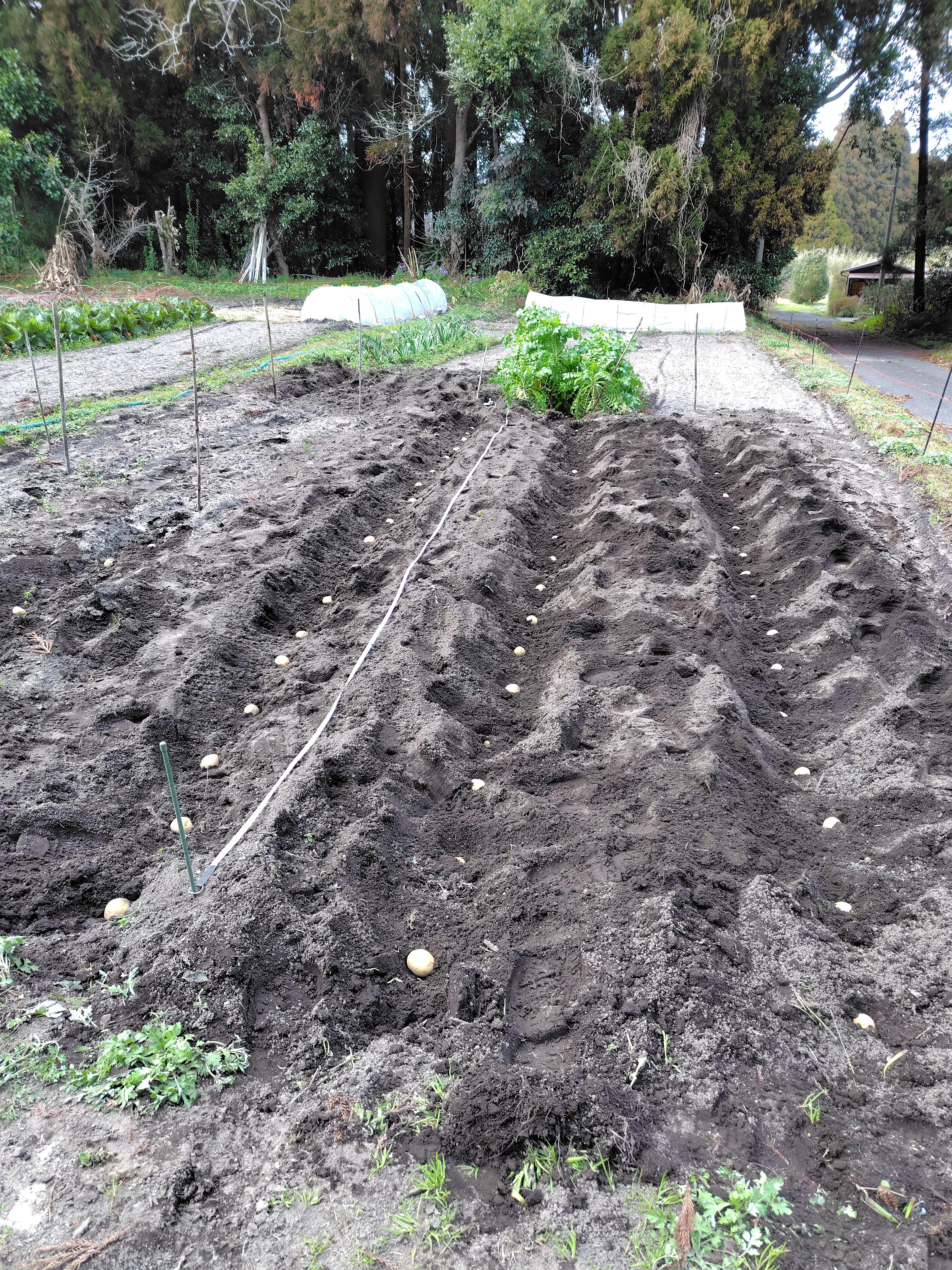 畑　さつまいも