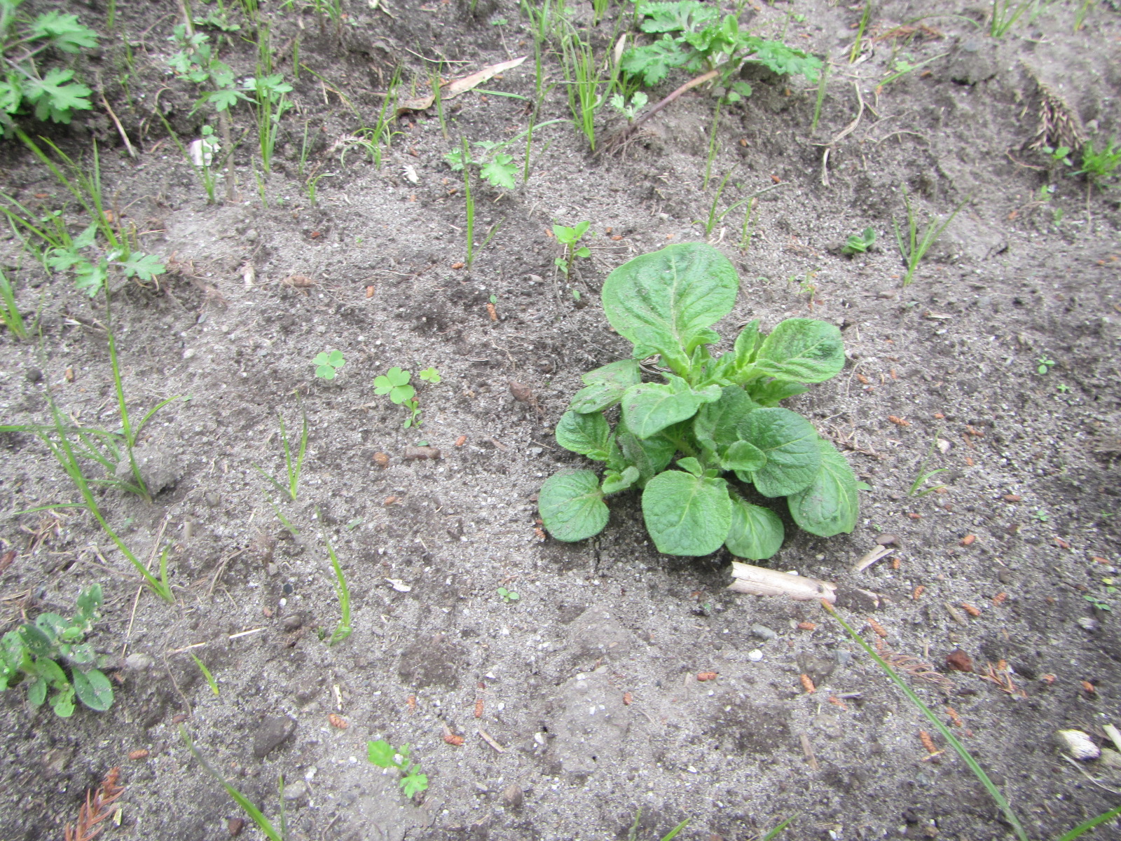 R8.3. 30 春秋ジャガイモ (デジマ）やっと新芽が出ました。ジャガイモ