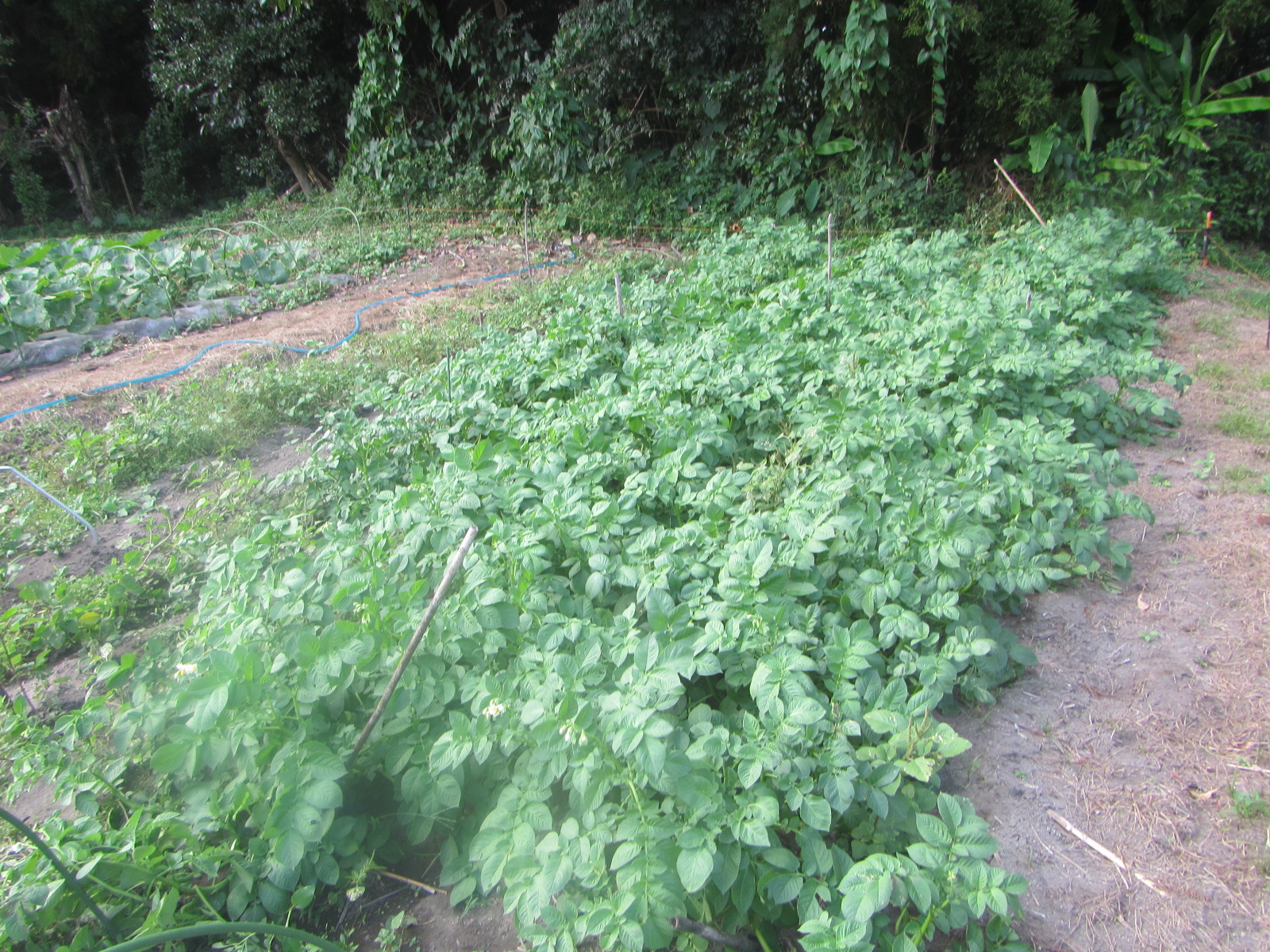 R8. 10. 12 ジャガイモ（出島）順調に育っています。