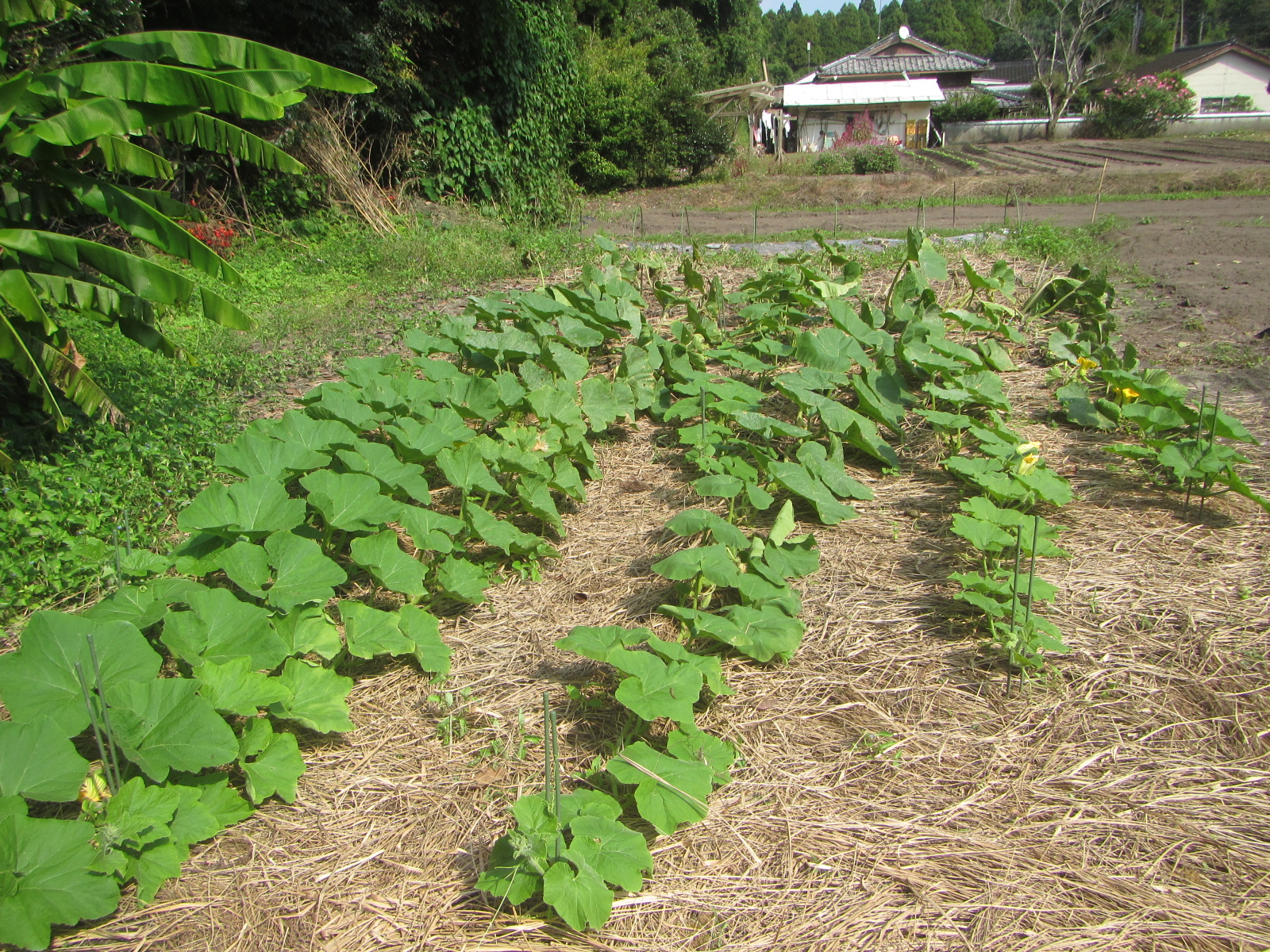R7.11. 3 秋　かぼちゃ、順調に育っています。