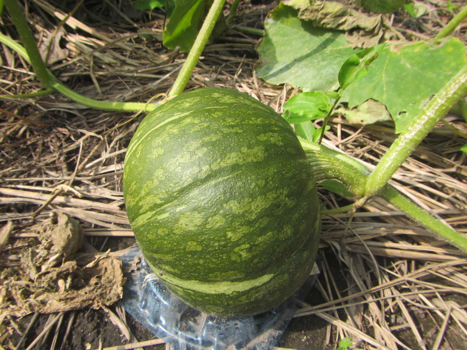 R7.11. 3 秋　かぼちゃ、実が大きくなりました。