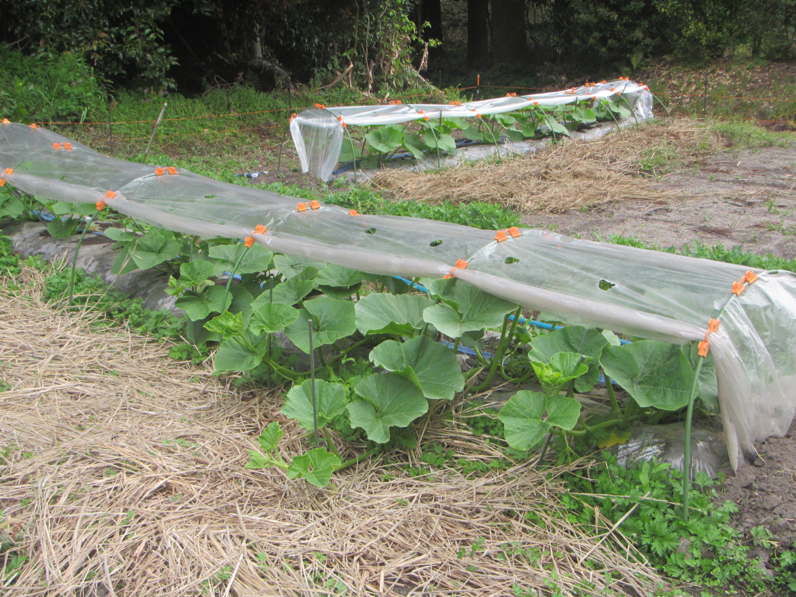 畑　さつまいも