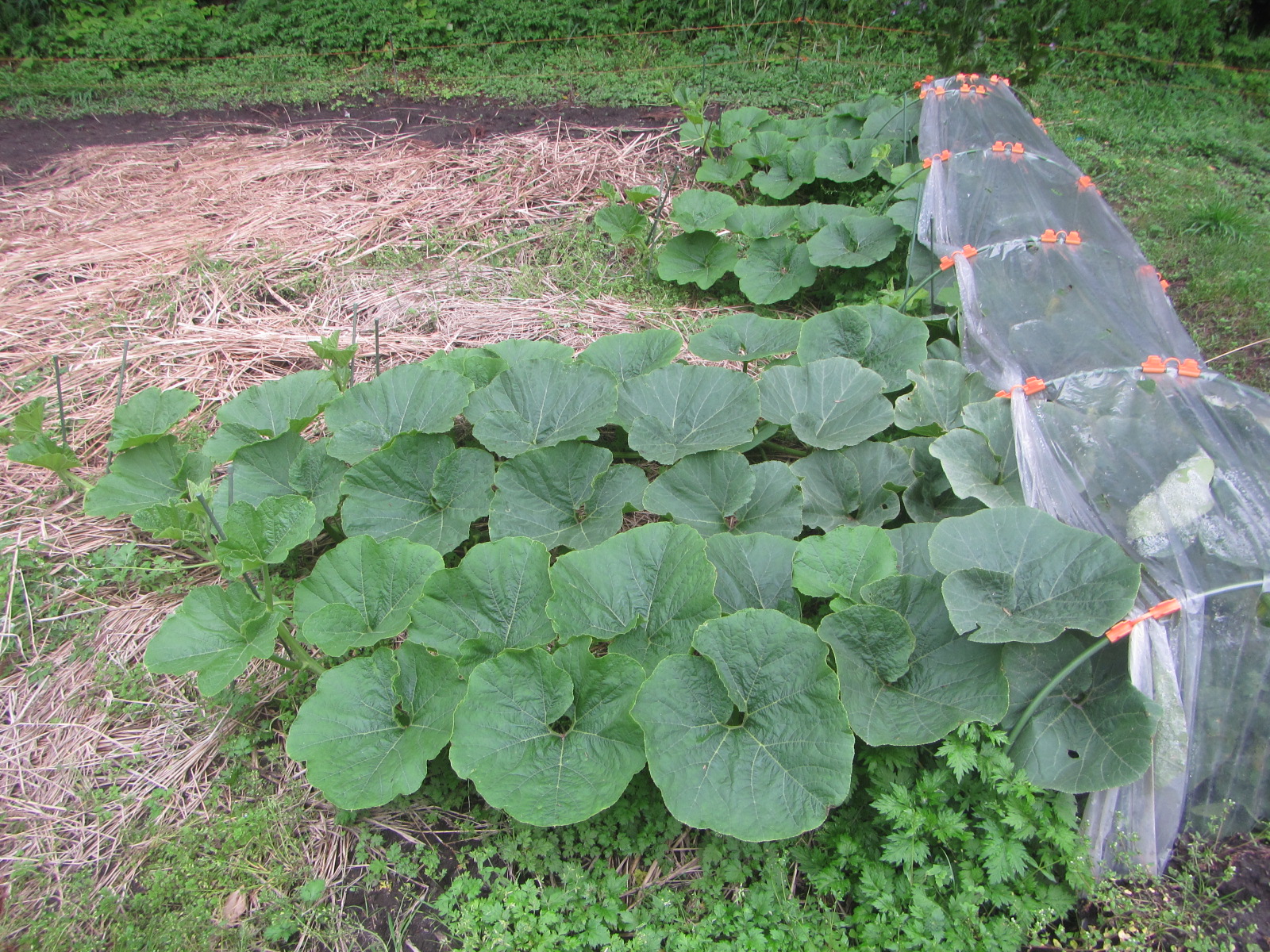 畑　さつまいも