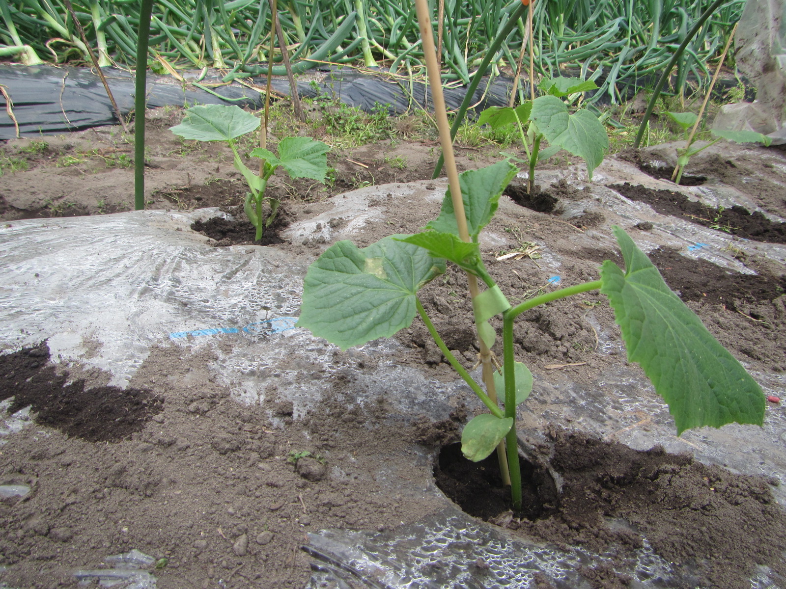 R8.3. 30  きゅうり苗６本植えました。