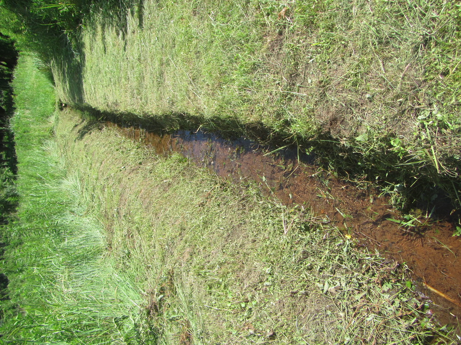 田舎の　湧き水の水路（土側溝）です。メダカ