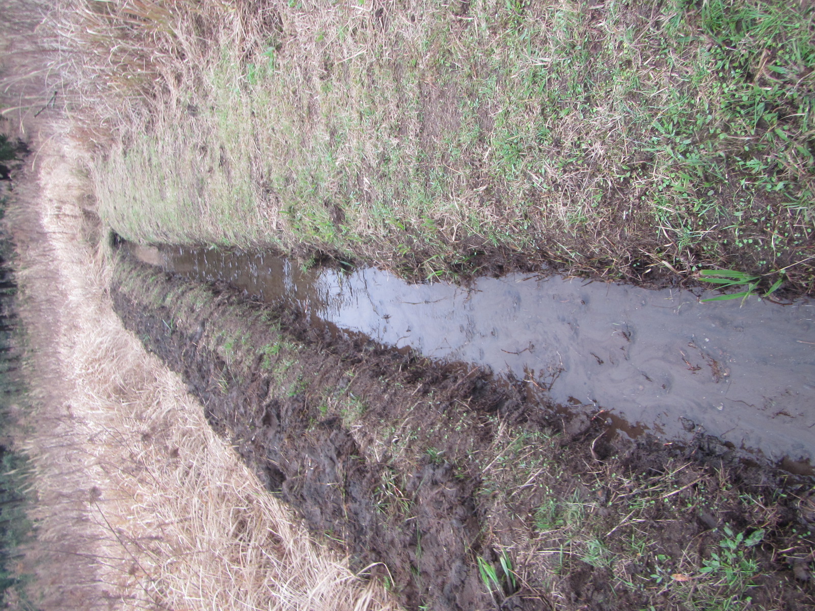 田舎の　湧き水の水路（土側溝）です。メダカ