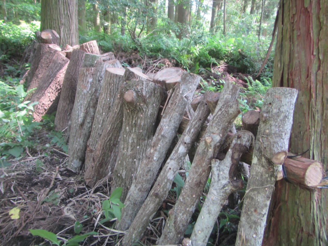 山　椎茸作り
