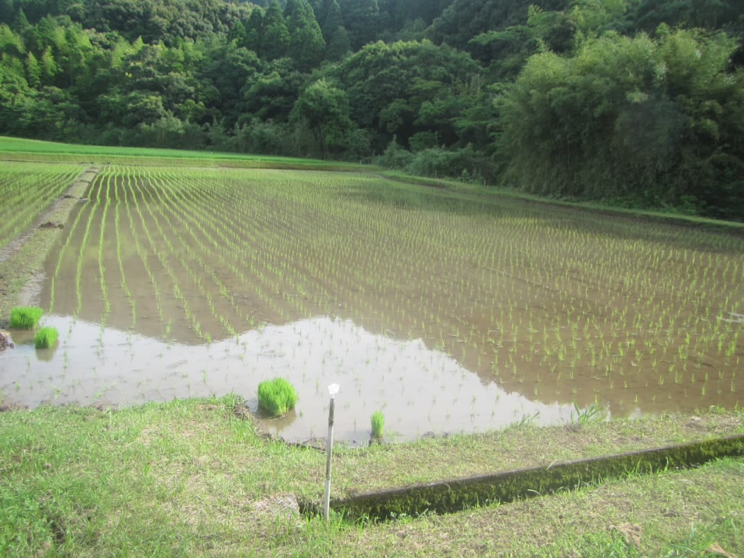 R7. 6.13 水田 田植えしました。