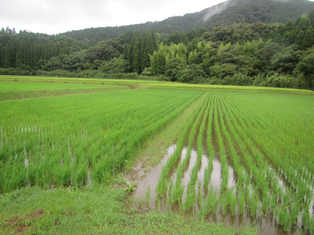 R7. 7.14 水田 田植後1か月状況です。