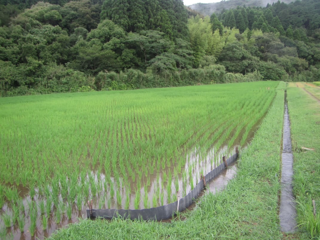 水田　米作り