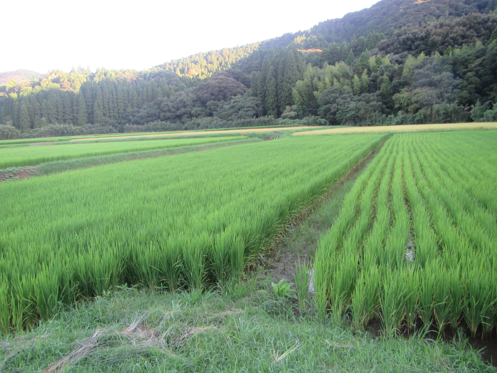 R7. 8.13 水田 田植後2か月状況です。