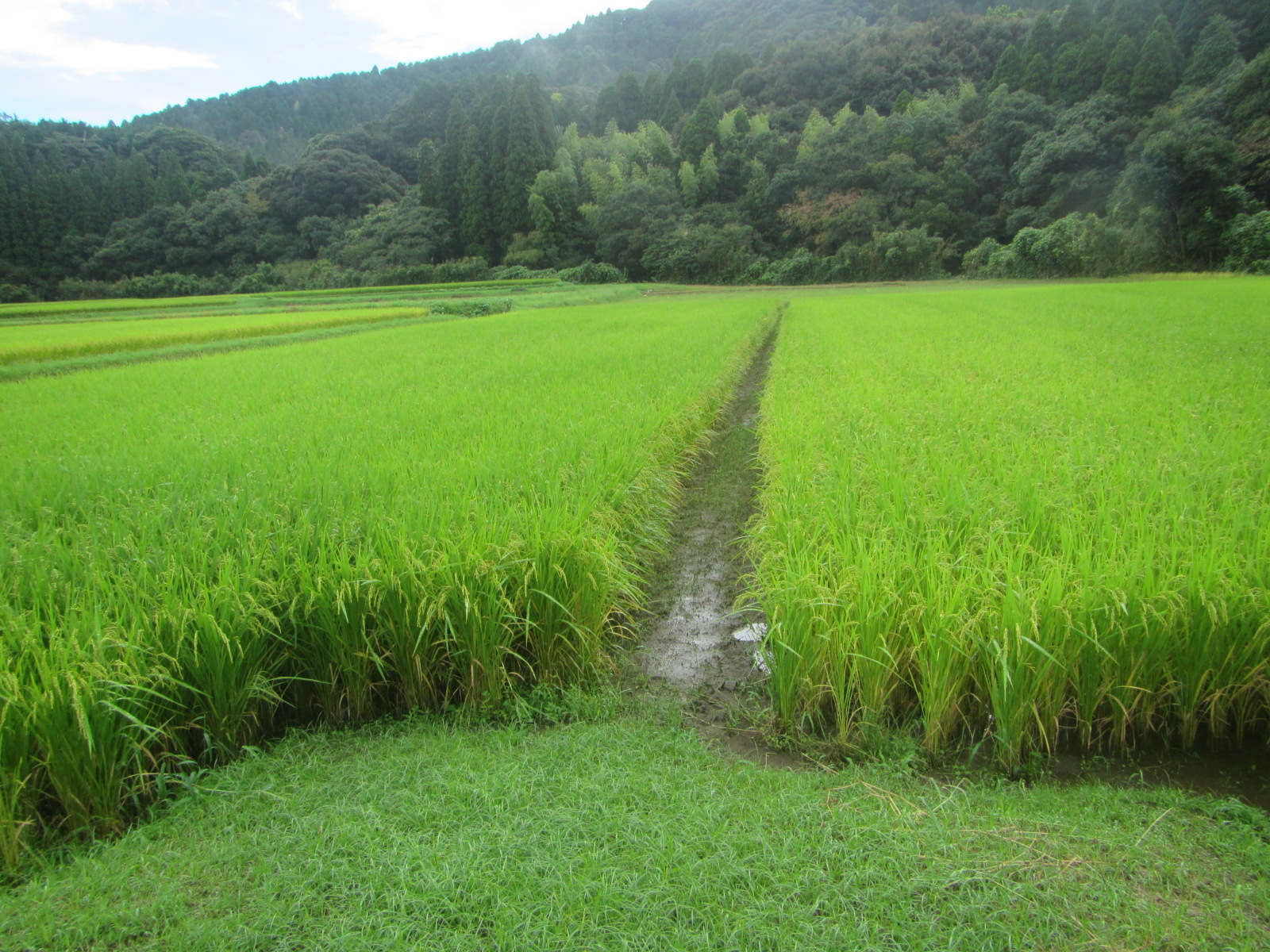 R7. 9.15 水田 田植後3か月状況です。