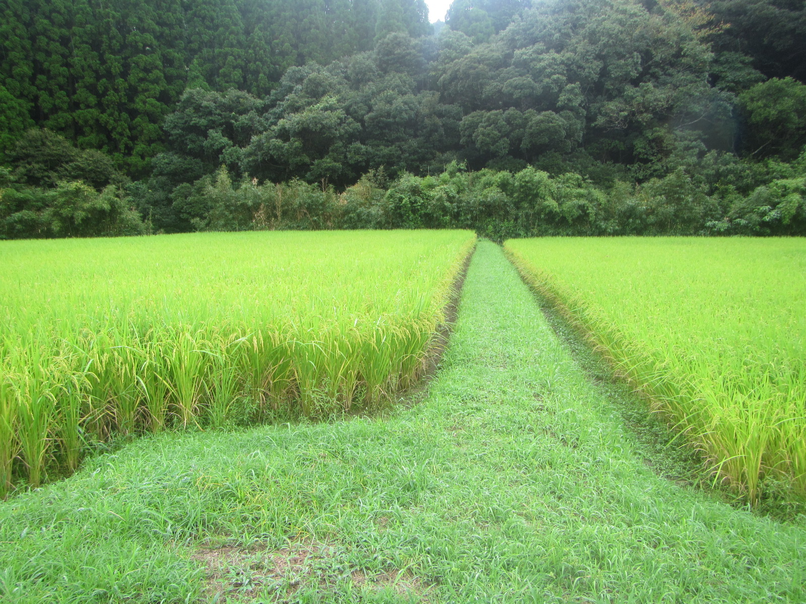 水田　米作り