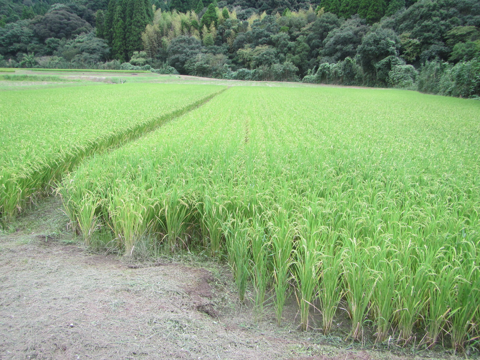 R8. 9月11日田植後３か月の状況です。