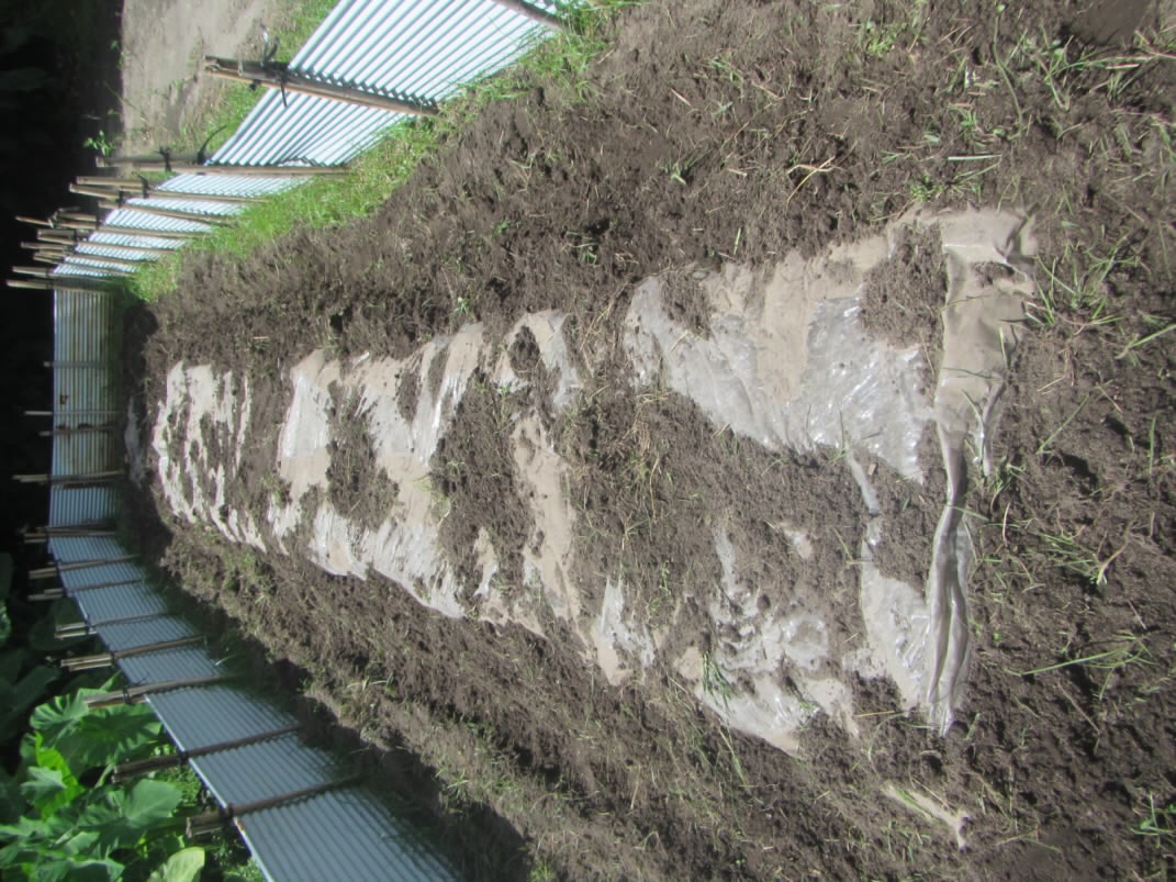 畑　さつまいも