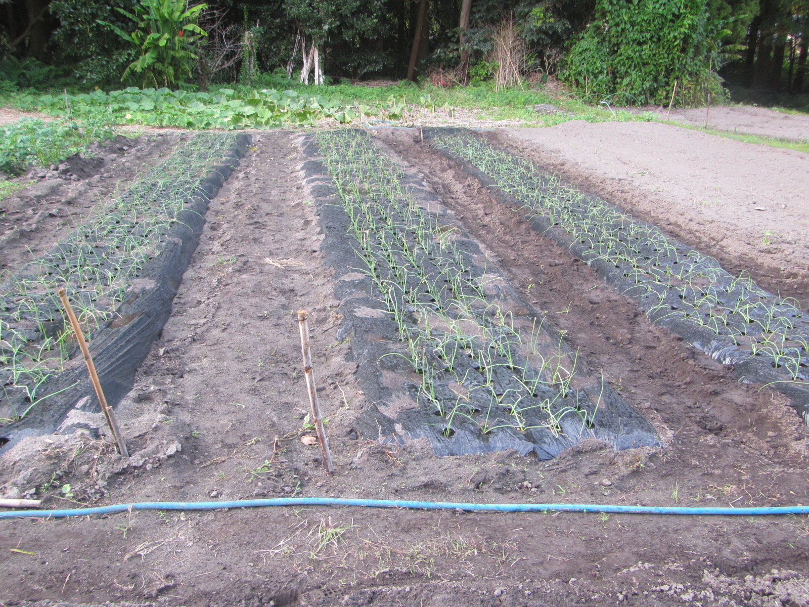 R7.11.3 R8用　玉ねぎ苗1000本植えました。自前苗だめで、購入苗です。（極早生 玄海丸）