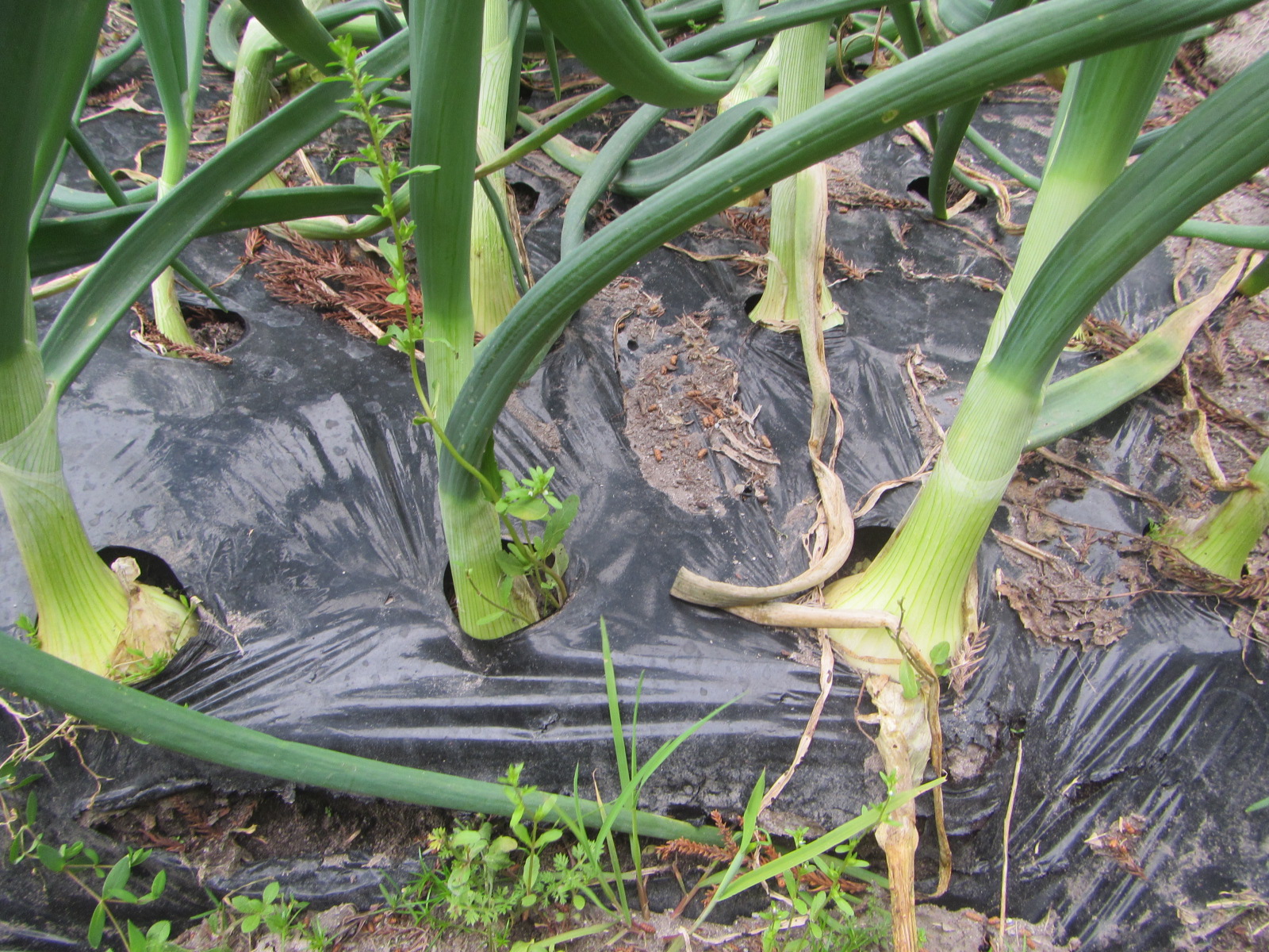 畑　さつまいも