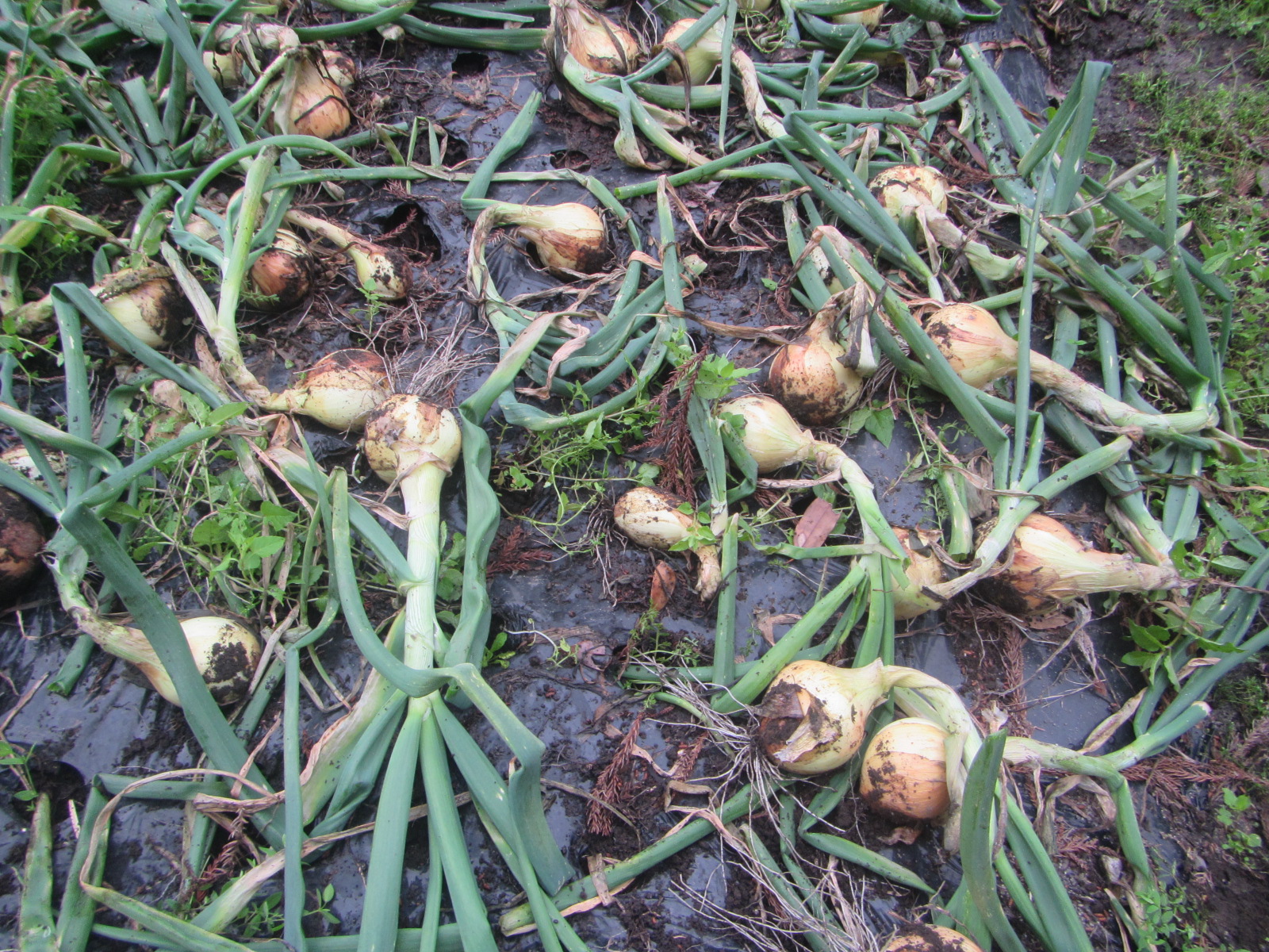 R8.4.15 R8用　玉ねぎ1000本収穫しました。（極早生 玄海丸）
