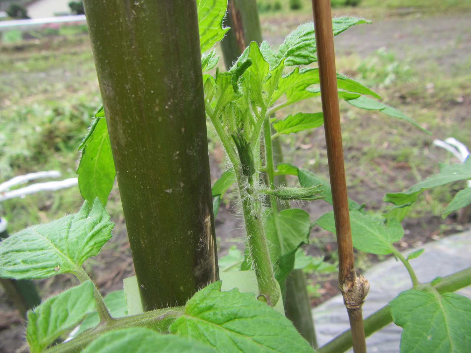 トマト花つぼみ出ました。