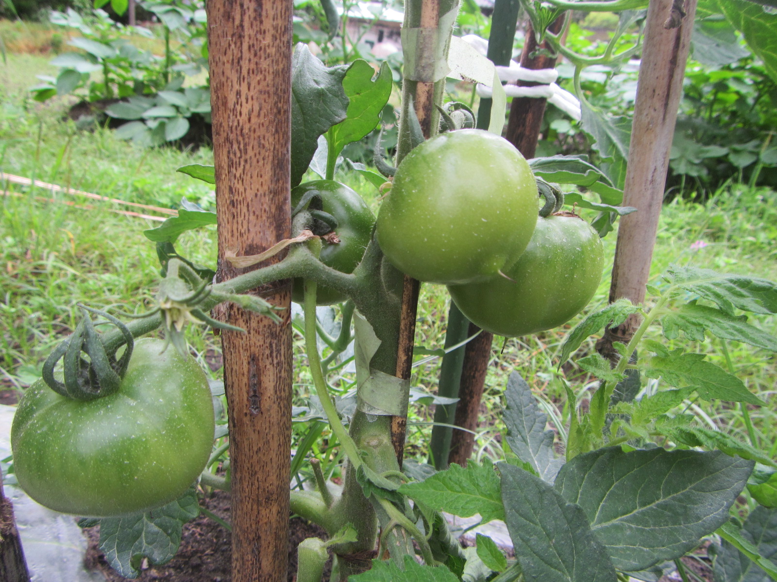 畑　さつまいも