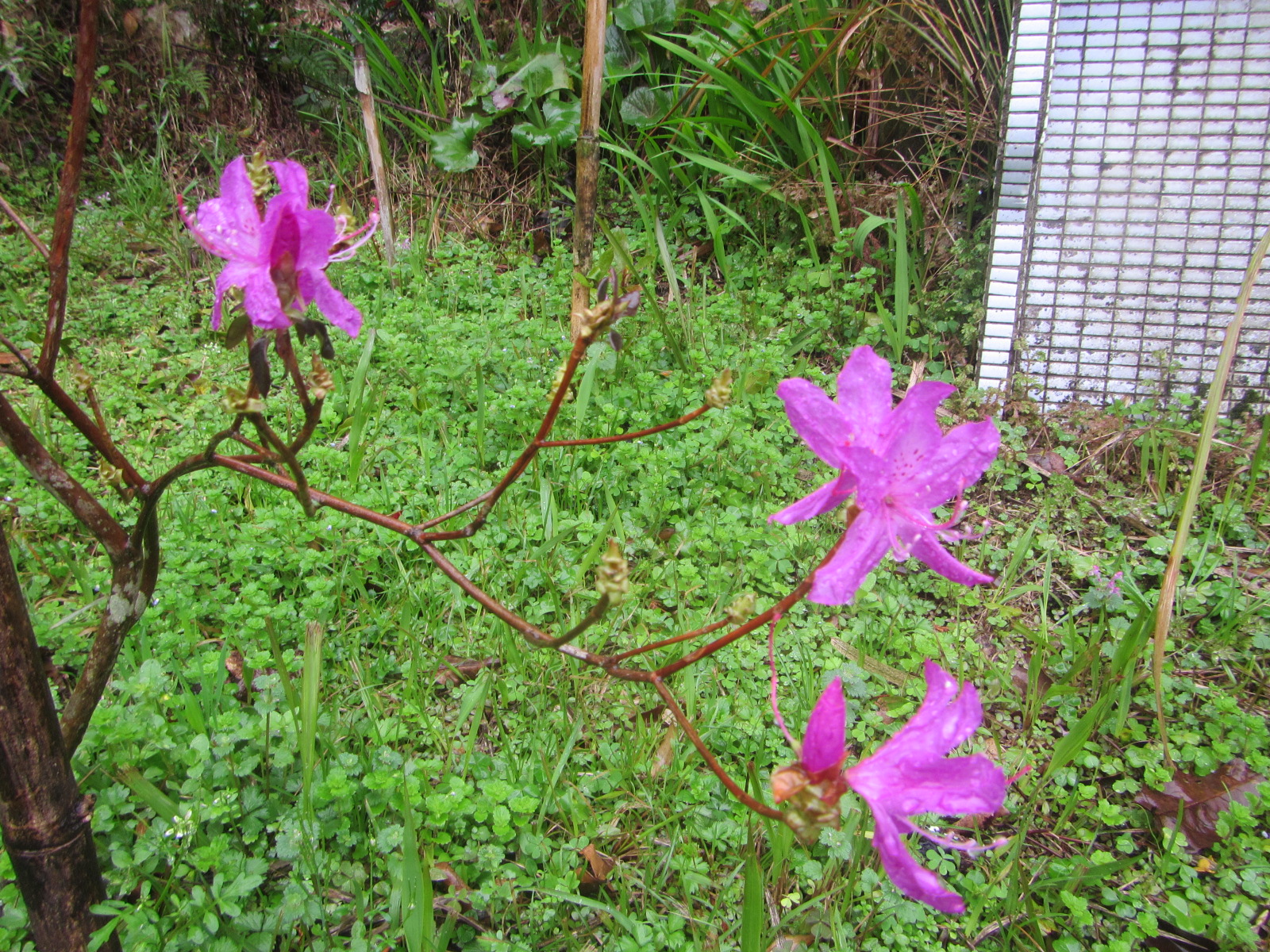 岩つつじ