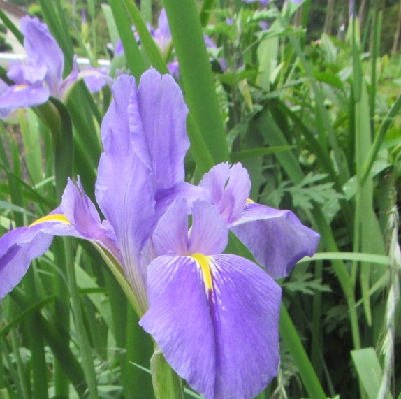 菖蒲の花咲きました。