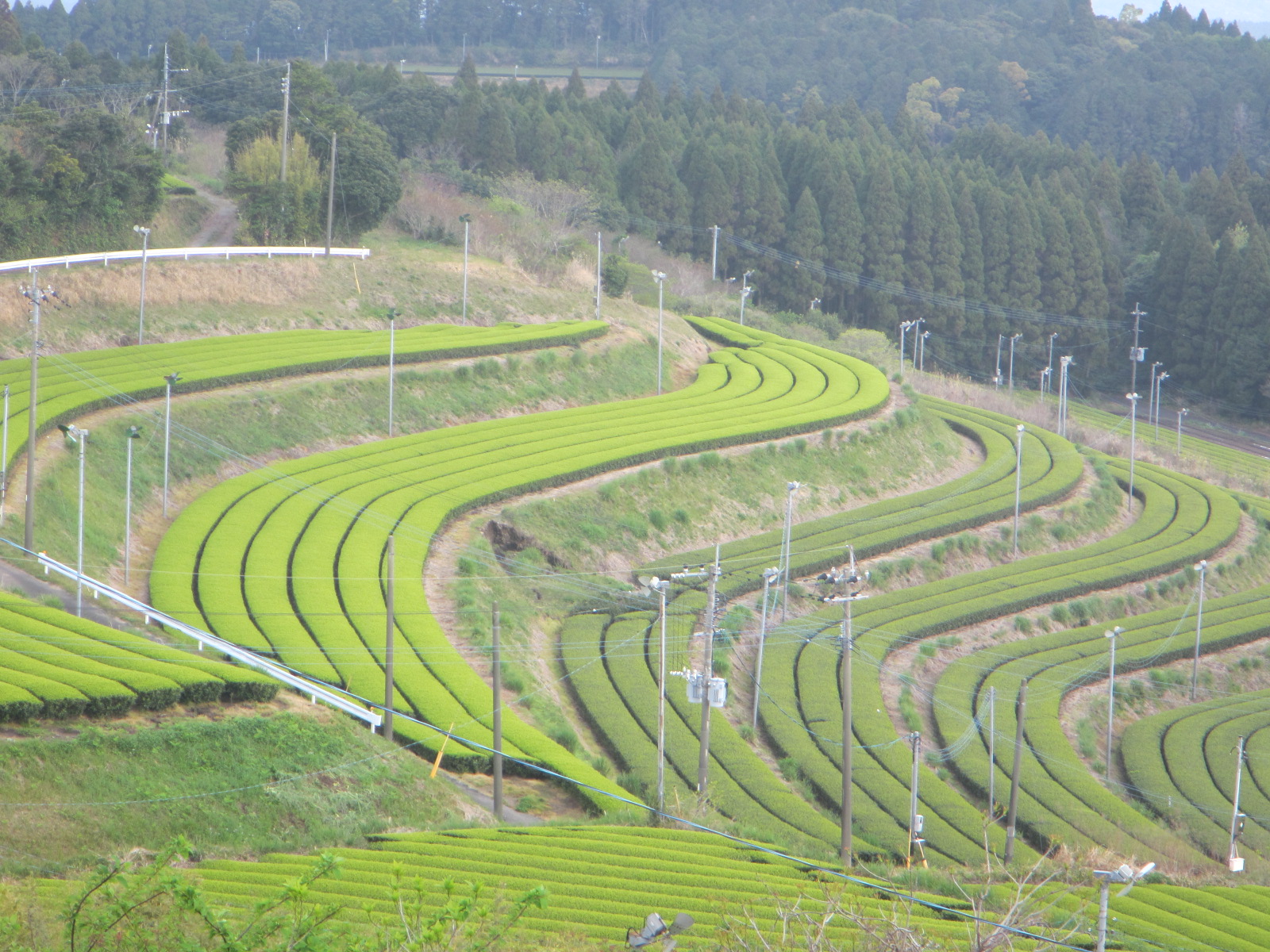 R8.3.30近くのお茶畑です。<br>新茶が綺麗です（曲線形が綺麗です）